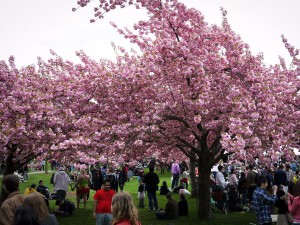 capture-gorgeous-photos-during-sakura-matsuri-the-cherry-blossom-festival-that-takes-places-at-the-brooklyn-botanical-gardens-on-april-30-may-1-the-weekend-offers-more-than-60-different-events-and-performances-that
