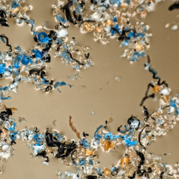 マイクロプラスチックの拡大画像。青や黒、白など様々な色の微細なプラスチック片が写っている／Close-up image of microplastics showing tiny fragments in various colors such as blue, black, and white