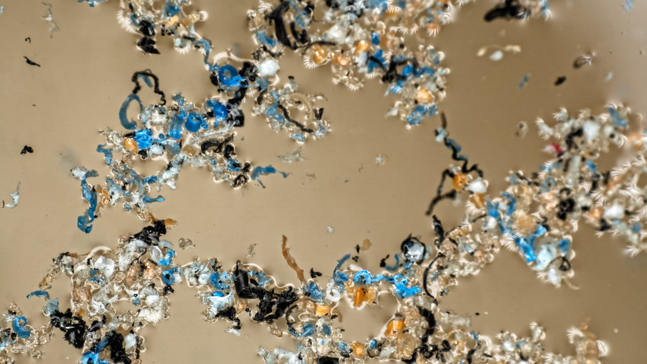 マイクロプラスチックの拡大画像。青や黒、白など様々な色の微細なプラスチック片が写っている／Close-up image of microplastics showing tiny fragments in various colors such as blue, black, and white